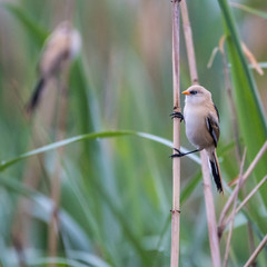 Close up of a young Bearded Reedling in the wild- Romania