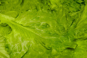 fresh green leaf lettuce. Closeup of green fresh lettuce, background