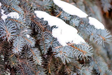 Naklejka na ściany i meble winter branches blue spruce growing on the street
