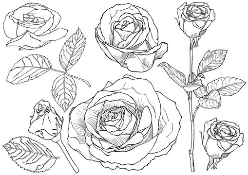 Black and White Rose Drawing Set - Outlined Illustration Isolated on White Background, Vector Graphic