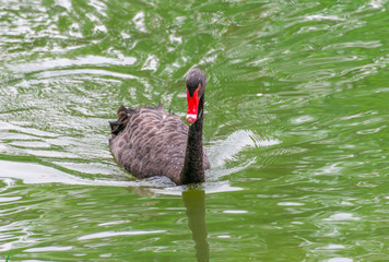 Black Swans swim and forage on the green surface of the lake