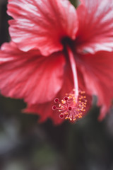Ibiscus © devpix