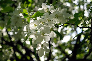 Wild apple flowers. Apple tree flowers close-up background