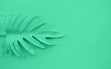 Collection of pastel color tropical leaves,foliage plant with space background