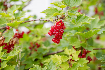 red currant grows on a bush in the garden, berry, harvest, summer, plant.berries harvest on the red currant bush in garden. Healthy organic food.