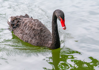 Obraz premium Black Swans swim and forage on the green surface of the lake