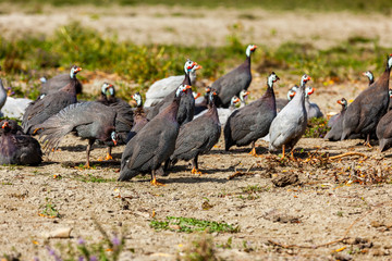 A group of helmeted guinea fowls
