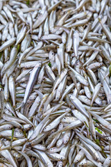 Top view mackerel fish in market in Italy