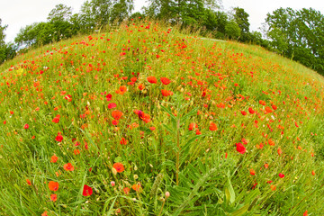 Auf einer grünen Wiese wachsen rote Mohnblumen.