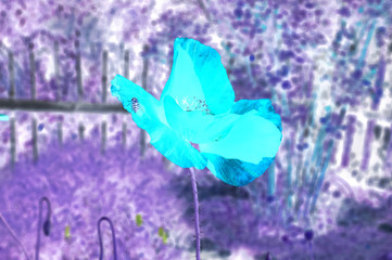 Red poppy flower on the background of blurred green foliage. Inverted image.