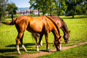 Obraz premium Horses on a meadow, sunny spring day