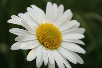 Fototapeta premium daisy on green background