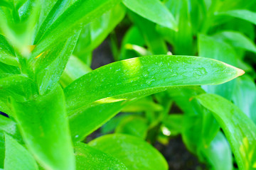 Green leaf flower with water drops. Abstract background of green leaves.