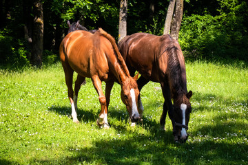Horses on a meadow, sunny spring day