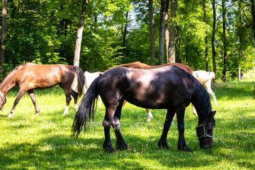 Obraz premium Horses on a meadow, sunny spring day