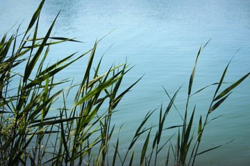 Obraz premium grass and lake