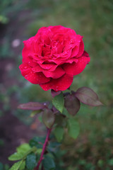 Beautiful red rose