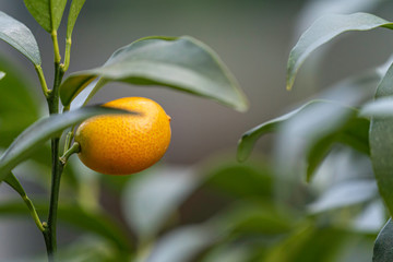 Owoc kumkwatu