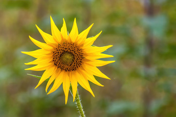 Detail Close-up view of a young sunflowers  over cloudy sky