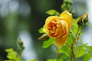 Beautiful yellow rose