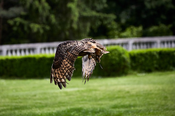 flying eagle owl