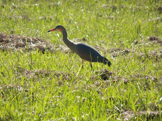 Naklejka premium ave descansando