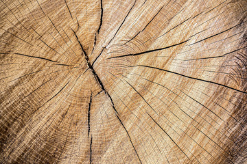 Vintage wooden texture of board. Grunge wood wall pattern of fence.