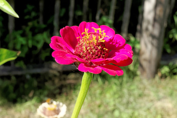 Pink dahlia flower on the background of blurred green foliage.