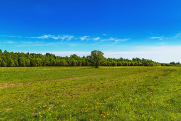 Spring solar landscape