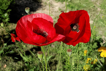 Two red poppy flowers on the background of blurred green foliage.