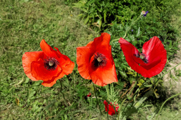 Three red poppy flowers on the background of blurred green foliage.