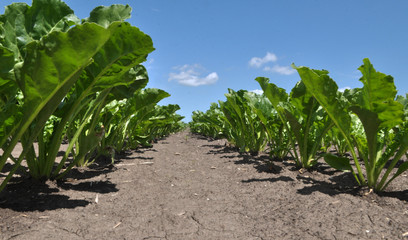 On the farm field grow sugar beets