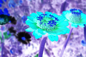 Red dahlia flower on the background of blurred green foliage. Inverted image.