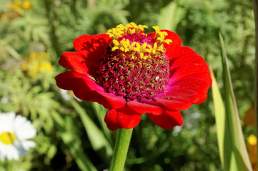 Red dahlia flower on the background of blurred green foliage.