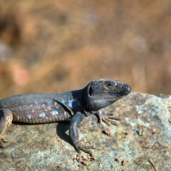 A male Lagato Canariensis (Tenerife) sits on a stone and looks towards the photographer