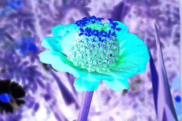 Red dahlia flower on the background of blurred green foliage. Inverted image.