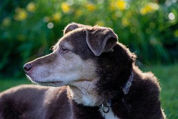 Closeup of brown dog