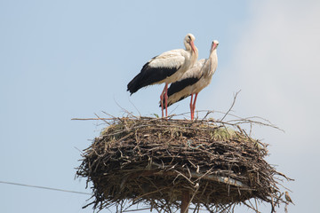 Couple of storks at their nest