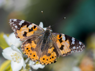 Colorful butterfly (Vanessa cardui) feeding on a jasmine flower, wings fully spread.