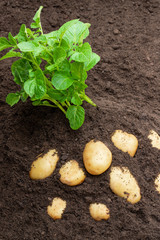 Potato sprouts with baby bulbs in soil. Concept of huge harvest.