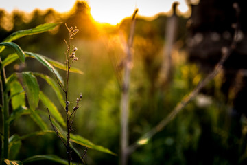wiejskie rośliny o zachodzie słońca