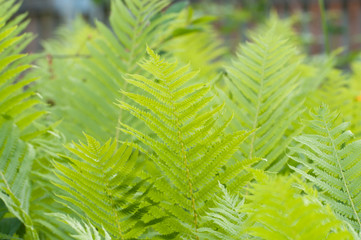 Closeup curled fern frond