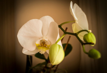 domestic white orchid