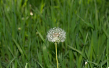 White fluffy white dandelion on a green background