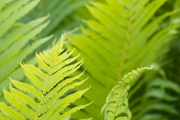 Closeup curled fern frond