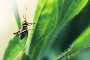 Insects. Green grasshopper in the tall grass on a spring day in the Park. Macro