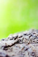 An ant is crawling along a tree trunk. One. Macrophoto
