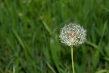 White fluffy white dandelion on a green background