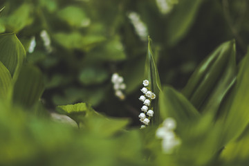 Close picture of some May bells as spring finally arrives to Canada and the city of Ottawa.