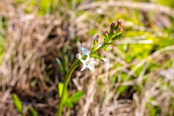 Beautiful bloom of a flower called Three-leaved watch. The plant that grows in the marshland.